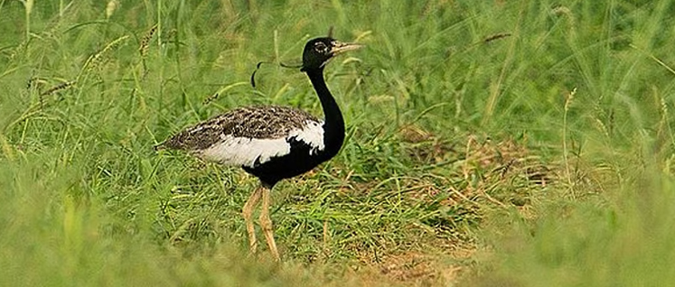 Conservation of Lessor Florican